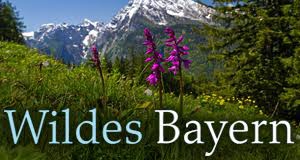 Wildes-Bayern